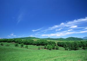 守口市で個別のペット火葬ができる霊園社